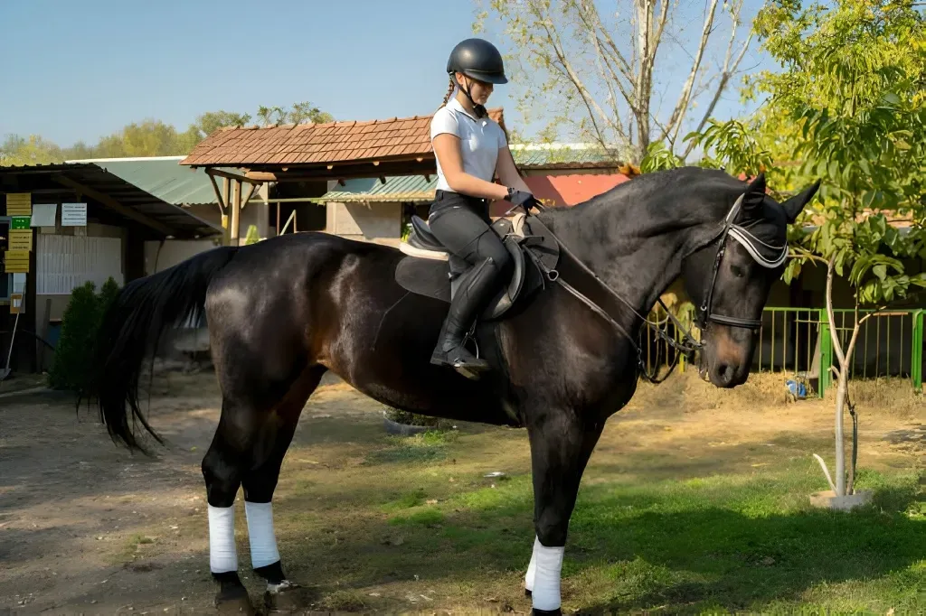 Can You Get a DUI on a Horse in Canada